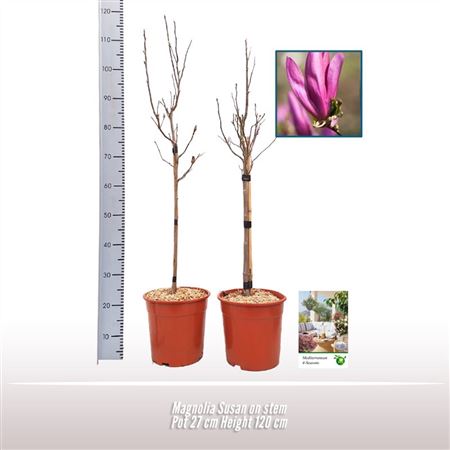 Magnolia Susan On Stem