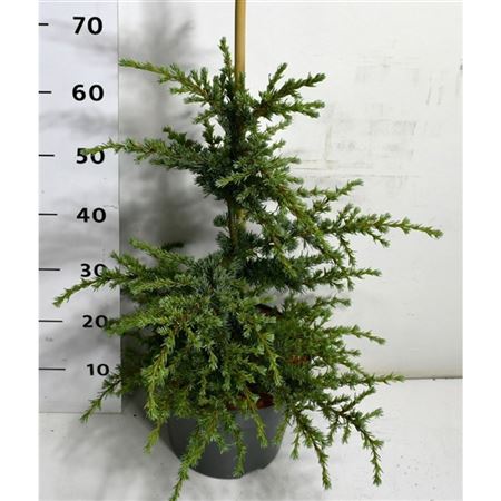 Cedrus Lib Saphire Nymph