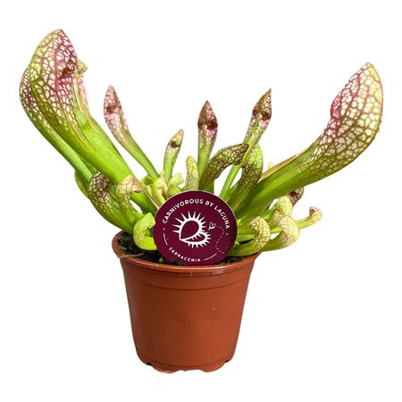 Sarracenia Scarlet Belle