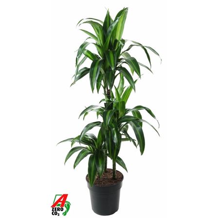 Drac Hawaiiana 60-30-15