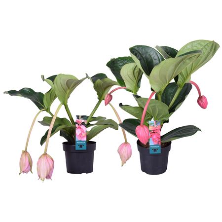 Medinilla Luxe Mix 3-4+ Etiket