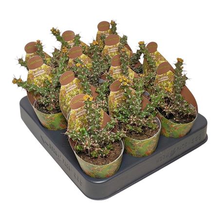 Euphorbia Lenewtonii Potcover