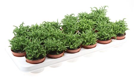 Crassula Lucopoides