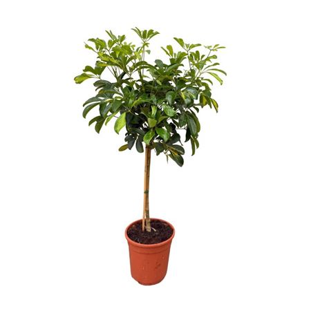 Schefflera Arboricola On Stem
