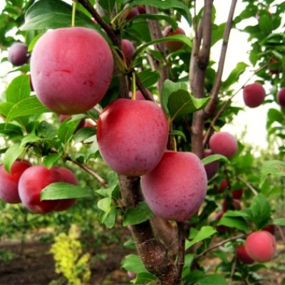 Слива домашняя Империал колоновидная в тубе