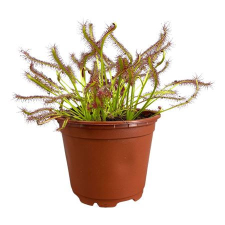 Drosera Capensis Red