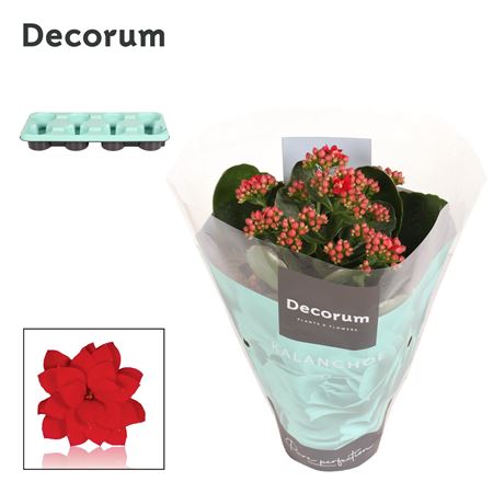 Kal Cal Red (decorum)