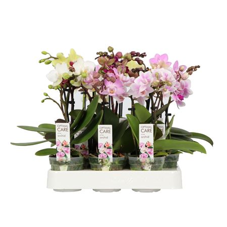 Phal 1-2st Mini Mix (opti)