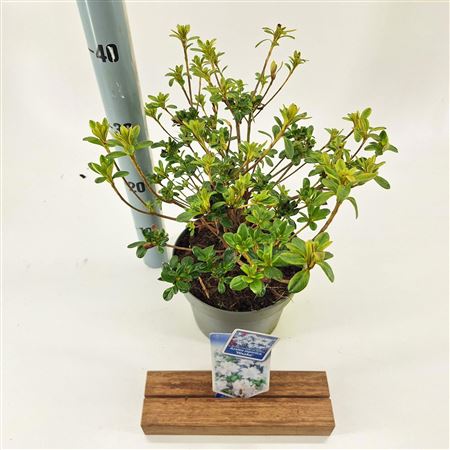 Rhododendron (aj) Hisako