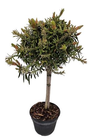 Callistemon Captain Cook On Stem