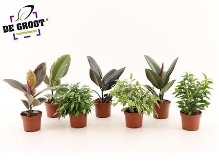 Ficus Mix 6srt