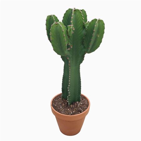 Euphorbia Ingens Kort