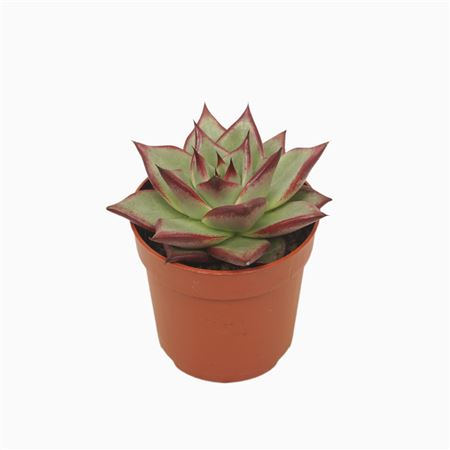 Echeveria Electra
