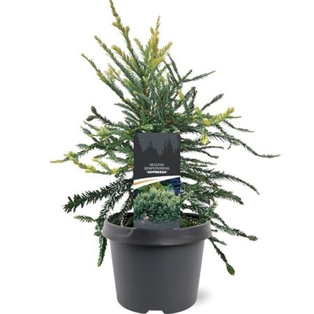 Sequoia Semp Adpressa