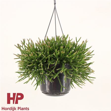 Rhipsalis Burchellii Hanging Pot