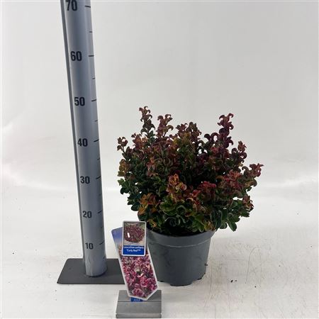Leucothoe Ax Curly Red