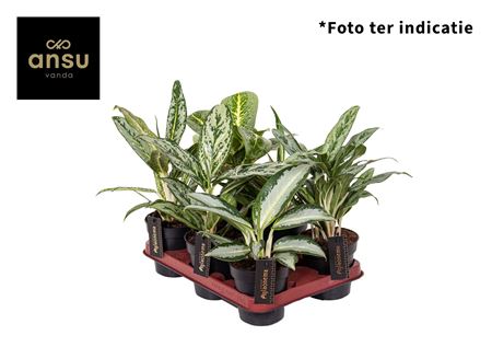 Aglaonema Green Mix
