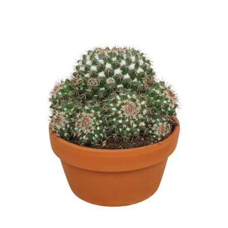 Mammillaria Karwinskiana