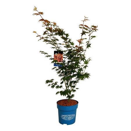 Acer North Wind
