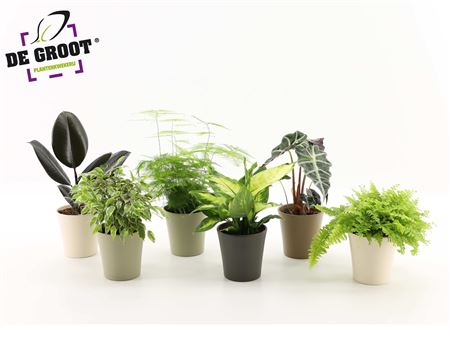 Plant Mix In Ceramic