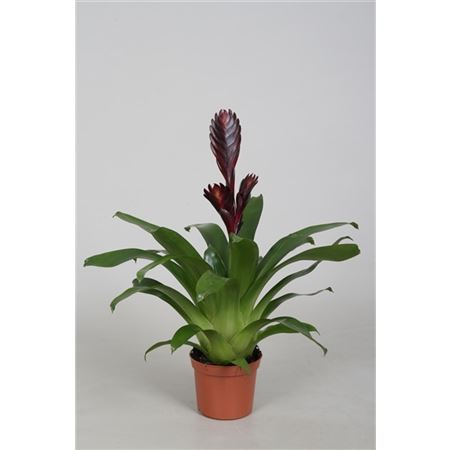 Vriesea Cathy Purple