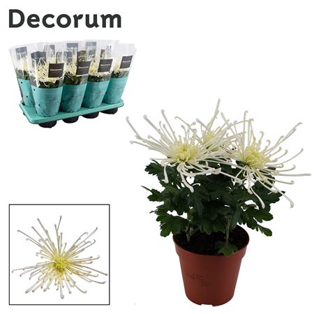 Chrys Zembla Next Fireworks White 3pp (decorum)