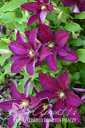 Клематис гибридный Полония Реститьюта