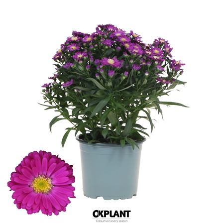 Aster Starletta Serie Red