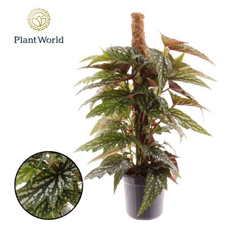 Begonia Sherwood Mosspole