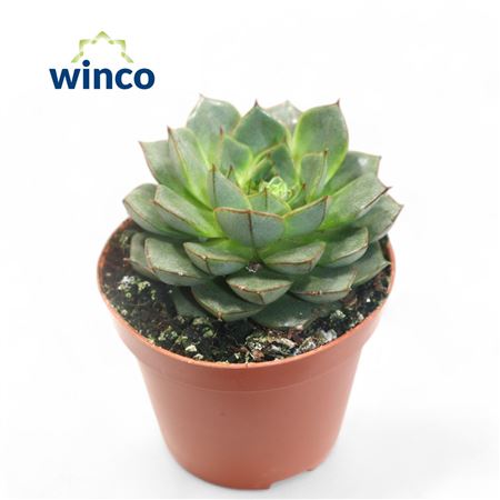 Echeveria Fabiola
