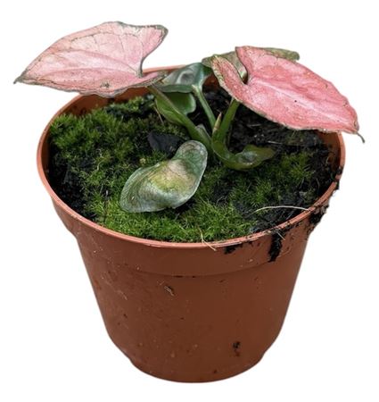 Syngonium Orm Nak