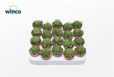 Haworthia Batesiana