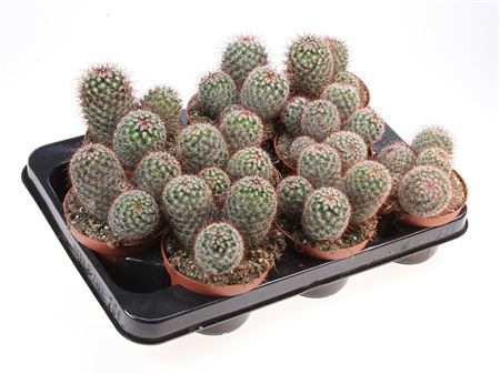 Mammillaria Rhodantha