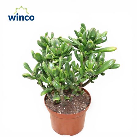 Crassula Hobbit Bonsai