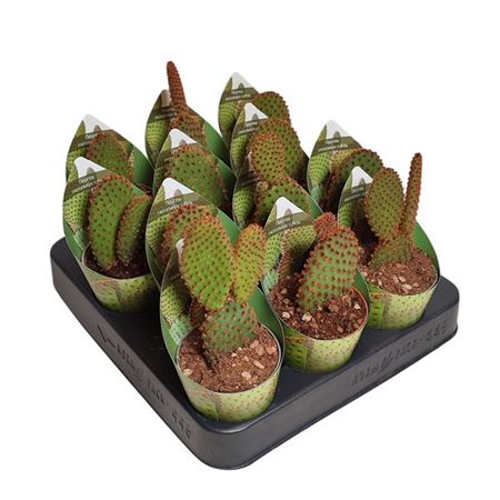 Opuntia Microdasys Rufida Indigo With P