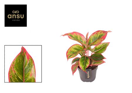 Aglaonema Cadmium Red