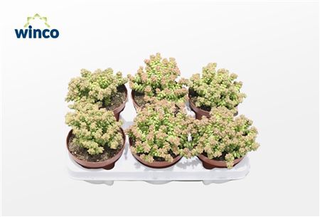 Crassula Tom Thumb