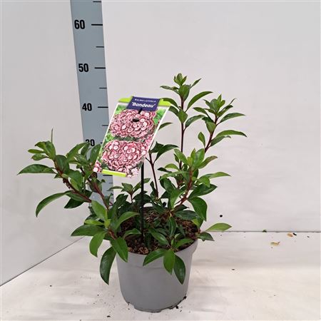 Kalmia Lat Bandeau