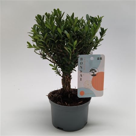 Buxus Bonsai Teeltpot