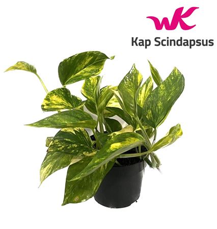 Epipremnum Hicolor