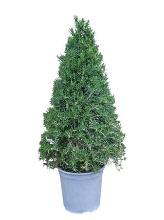 Rosmarinus Officinalis Pyramid