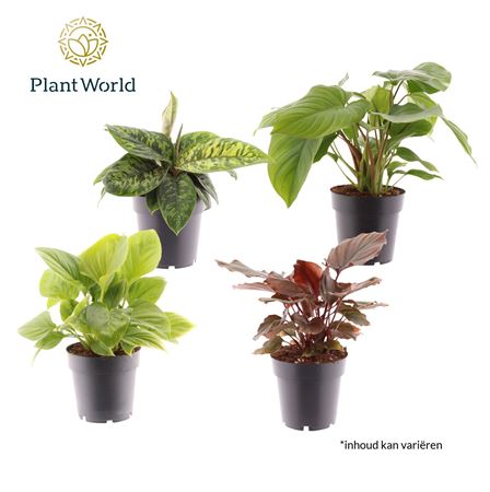 Homalomena Mix