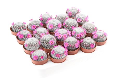 Mammillaria Laui