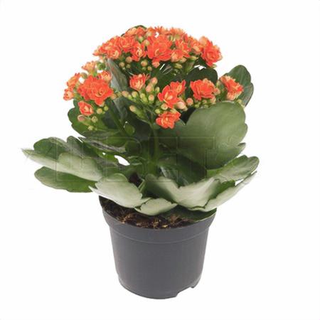 Каланхое каландива оранжевое