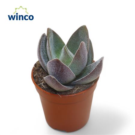 Crassula Garnet Lotus