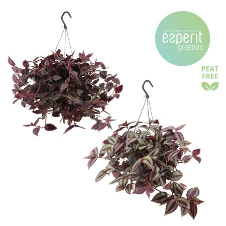 Tradescantia Mix Haning