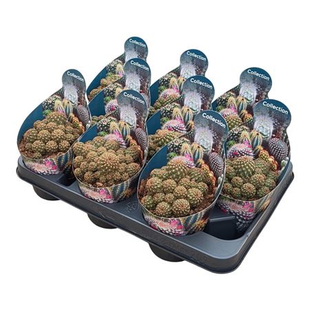 Sulcorebutia Canigueralii Potcover
