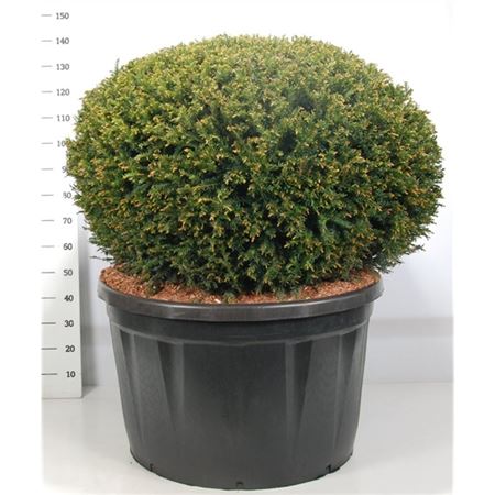 Taxus Baccata Ball