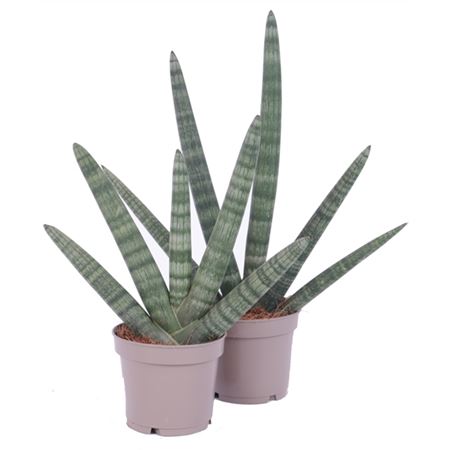 Sansevieria Cylindrica Handshake Ø12cm