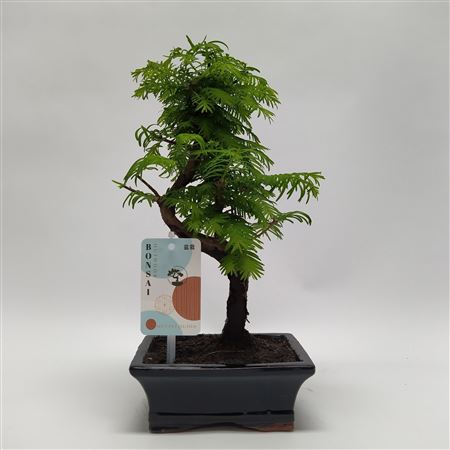 Metasequoia S-shape Outdoor Bonsai